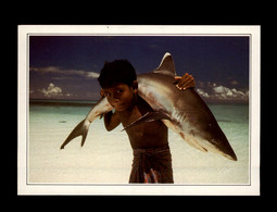 MALDIVES - Requin - Maldivas