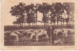 Wierden Op De Heide Schapen Herder D422 - Wierden