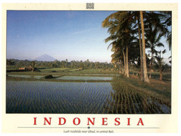 (EE 32) Indonesia - Ricefield - Cultures