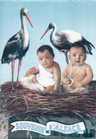 Delcampe - SOUVENIR D'ALSACE ,BEBES ET CIGOGNES A VOIR !!! COULEUR REF 69334 - Alsace