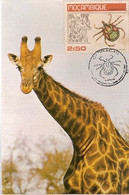 Mozambique & Maximum Card,Giraffa Camelopardalis, Massingir 1983  (6167) - Girafes