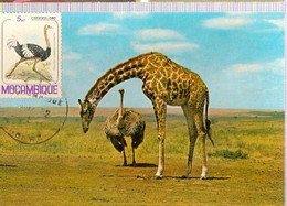 Mozambique & Maximum Card, Giraffe And Ostrich, 1982 (354) - Girafes