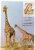 Mozambique & Maximum Card, Giraffa Camelopardalis, Massingir 1983  (6790) - Giraffes