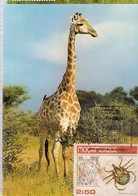 Mozambique & Maximum Card, Protected Animals, Giraffa Camelopardalis, Massingir 1983 (6167) - Girafes