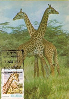 Mozambique & Maximum Card, Protected Animals, Giraffes Fight, Massingir, 1983 (88877) - Giraffes