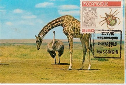 Mozambique & Maximum Card, African Wild Life, Ostrich And Giraffe, Massingir 1983 (354) - Girafes