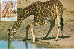 Mozambique & Maximum Card, African Wild Life, Giraffa, Camelopardalis Massangir 1981  (83) - Girafes