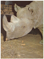 (EE 36) Rhinoceros - Tallinn Zoo - Neushoorn