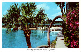 Florida Silver Springs The "Horse Shoe" Palm - Silver Springs