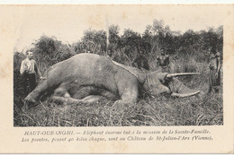 CONGO - BRAZZAVILLE - CONGO FRANCAIS - HAUT-OUBANGHI - Eléphant énorme Tué à La Mission De La Sainte-Famille Etc... - Congo Francese