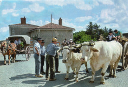 Agriculture Agricole Animée Attelage De Boeufs Attelage Paysans élevages Culture Cheval Liré 49 Ferme Agriculteurs - Cultures