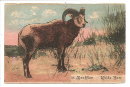 - 1175 -   MOUFFLON   WILDE RAM - Other & Unclassified