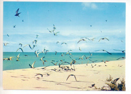 REF 538 : CPSM Seychelles Bird Oiseau L'isle Aux Oiseaux - Seychelles