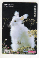 JAPON CARTE KANSAI LAPIN BLANC - Konijnen