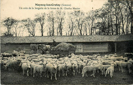 Mayocq Les Crotoy * Un Coin De La Bergerie De La Ferme De M Charles MANIER * Troupeau Attelage Paysan Agricole - Andere & Zonder Classificatie