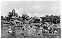 DC960 - Ak Hamburg Tierpark Carl Hagenbeck Großer Vogelteich - Stellingen