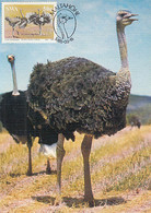 93316- SOUTH AFRICAN OSTRICH, BIRDS, ANIMALS, MAXIMUM CARD, 1985, SOUTH AFRICA - Straussen- Und Laufvögel