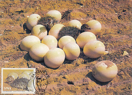 93317- SOUTH AFRICAN OSTRICH, EGGS, HATCHLINGS, BIRDS, ANIMALS, MAXIMUM CARD, 1985, SOUTH AFRICA - Straussen- Und Laufvögel