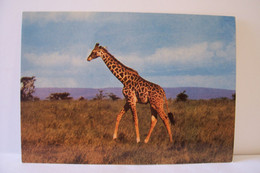 GIRAFE   - Hauteur Totale  5,50 M - Afrique De L'Est   -  ( Pas De Reflet Sur L'original ) - Girafes