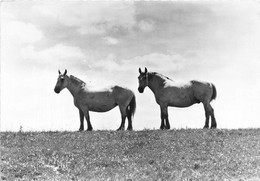 PERCHERONS - ELEVAGE AMERICAIN - Paarden