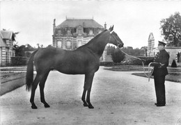 TROTTEUR ELEVAGE FRANCAIS - Pferde