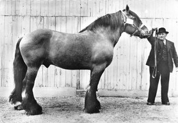 ETALON MILASSIER ELEVAGE FRANCAIS - Paarden