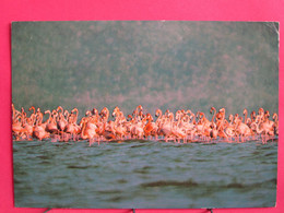 Visuel Très Peu Courant - Venezuela - Flamingos - Laguna De Unare - Costa Oriental De Venezuela - R/verso - Venezuela