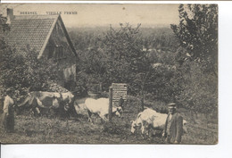 REF3127/ CP-PC Beersel Vieille Ferme Animée Vaches En Pâture C.Loth > Antwerpen - Beersel