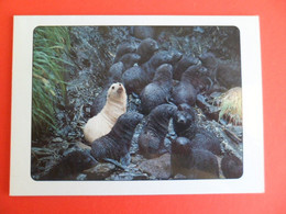Double Volet CP TAAF Terres Australes Et Antarctic Zeeland -  Seal Pups  - Carte Voeux Santa Claus 1993 - TAAF : Territori Francesi Meridionali