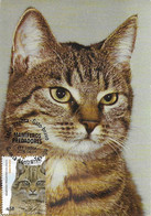CARTE MAXIMUM - MAXICARD - MAXIMUM KARTE - MAXIMUM CARD - PORTUGAL - MAMMIFÈRES PRÉDATEURS  - CAT - Felis Sylvestris - Other & Unclassified