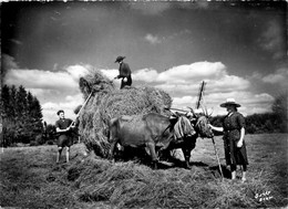 Auvergne * Cantal * Le Travail Au Champ * La Fenaison * Ramassage Du Foin Attelage Boeufs Agriculture Agricole - Sonstige & Ohne Zuordnung