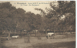 Wezembeek-Oppem - Wesembeek - Institut De N.D. Des VII Douleurs - Un Verger - Een Boomgaard - Wezembeek-Oppem