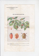 Plantenziektenkundige Dienst - Wageningen - Vlugschrift 47 1936 - 4p - De Coloradokever - Jardinería