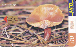 Nº 157 TARJETA DE URUGUAY DE LA LACCARIA SP. (SETA-HONGO-MUSHROOM) - Uruguay