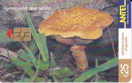 Nº 160 (CHIP ROJO) TARJETA DE URUGUAY DE LA GYMNOPILUS SPECTABILIS (SETA-HONGO-MUSHROOM) - Uruguay