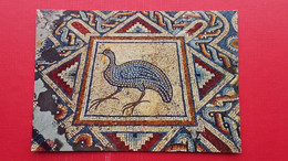 Limassol-Floor Mosaic Curium - Chipre