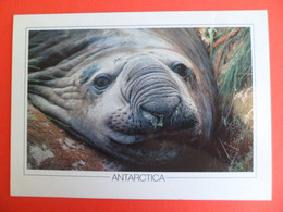 CP TAAF Terres Australes Et Antarctiques - Elephant Seal De Mer - - TAAF : Terres Australes Antarctiques Françaises