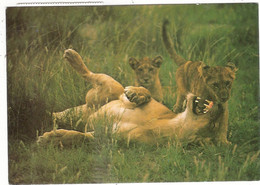 CP Rwanda Parc De L'Akagera Lionne Et Ses Lionceaux Afrique - Ruanda