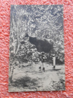 Cpa Congo Belge Okapi 1922 - Belgisch-Kongo - Sonstige