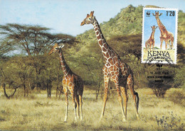 CARTE MAXIMUM - MAXIMUM KARTE - MAXIMUM CARD - KENYA - ANIMAUX ET FAUNE - GIRAFE AFRICAINE-Girafe Camelopardalis - Giraffes