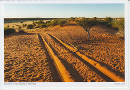 Namibia Kalahari Dunes Savanna Unused (ask Verso) - Namibie