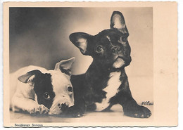 French Bulldog, Bouledogue Français, Französische Bulldogge / Photocard Modern Format - Perros