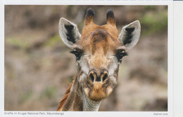 Mpumalanga Kruger National Park Giraffe Unused (ask Verso) - Girafes