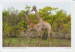 Limpopo Giraffes Kruger National Park Unused (ask Verso) - Girafes