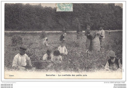 CPA 95 Sarcelles La Cueillette Des Petits Pois - Sarcelles