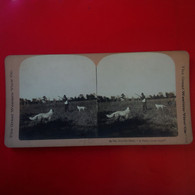 PHOTO STEREO THE GREAT WESTERN IN THE STUBBLE FIELD A POINT LOOK OUT ! CHASSEUR - Stereoscoop