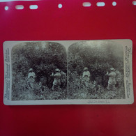 PHOTO STEREO JAMAICA CITRON TREE - Stereoscoop