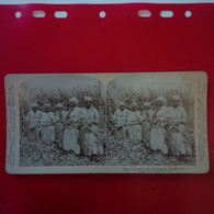 PHOTO STEREO SUGAR CANE FIELD HANDS MONTEGO BAY - Stereoscopic