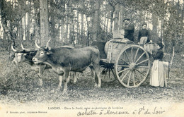 Landes - Dans La Foret, Mise En Barrique De La Résine - Aquitaine