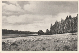 WAIMES HAUTES FAGNES  MONT RIGI  BARAQUE MICHEL - Weismes